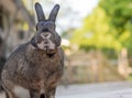 Small gray and white bunny rabbit on a sunny spring morning