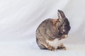 Small gray and white bunny rabbit appears to pray with paws together and neck slightly bent