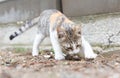 Small gray and white kitten burying its excrements outdoors. Feline cleanliness.