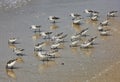 Sanderling small shorebirds grey white California beach