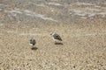 Sanderling small shorebirds grey white California beach