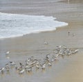 Sanderling small shorebirds grey white California beach