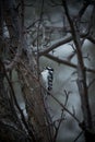 Small Great Spotted Woodpecker perched in a tree against a backdrop of a tranquil body of water