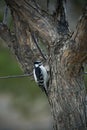 Small Great Spotted Woodpecker perched on a tree branch overlooking a tranquil waterhole