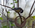 Small great tit and blue tit eats at Fat Ball