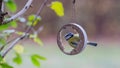 Small great tit and blue tit eats at Fat Ball