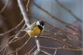 Small Great Tit looking at the camera, resting on a tree branch