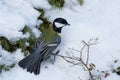 Small Great tit, Parus major with spreaded tail feathers on a snow