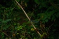 Small great tit perched on the branch in the woods