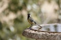 Small Great tit sitting on a stone bird bath in a garden Royalty Free Stock Photo