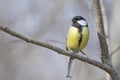 small great tit on the tree branche