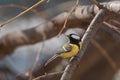 Small Great Tit on a twig looking up