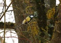 A small great tit perched on a branch