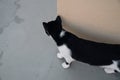 Small Greek Homeless Black And White Cat Basking In Sun on Wet Road After Rain And Cautiously Looks Around Corner Royalty Free Stock Photo