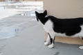 Small Greek Homeless Black And White Cat Basking In Sun on Wet Road After Rain And Cautiously Looks Around Corner Royalty Free Stock Photo