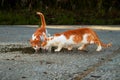 Small Greek Homeless White Red Kittens Drinking From Puddle on Road. Moraitika, Corfu. High quality photo