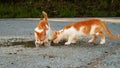 Small Greek Homeless White Red Kittens Drinking From Puddle on Road. Moraitika, Corfu. High quality photo