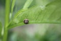 Small Greek snail in the sun sila on a green leaf