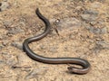 Small Greek Snake