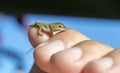 Tiny baby Green Anole Lizard, Georgia USA