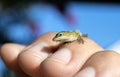 Tiny baby Green Anole Lizard, Georgia USA