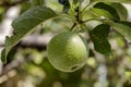 Small green apple on the tree after rain Royalty Free Stock Photo