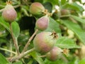 Small green apples on a branch in the garden in spring. Young fruit after flowering apple hanging on a tree in the garden. Close- Royalty Free Stock Photo