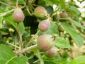 Small green apples on a branch in the garden in spring. Young fruit after flowering apple hanging on a tree in the garden. Close- Royalty Free Stock Photo