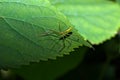 Small green assassin bug waiting for prey on a leaf