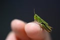 Small green baby grasshopper suborder Caelifera sitting Royalty Free Stock Photo