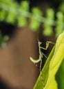 Small green baby predator praying mantis on green leaf looking for its prey