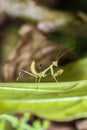 Small green baby predator praying mantis on green leaf looking for its prey