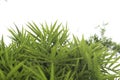 Leaves of bamboo with a small green color on a beautiful natural white background create and beautiful natural patterned leaves on Royalty Free Stock Photo