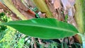 Small green banana leaves tree in the garden Royalty Free Stock Photo