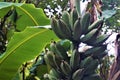 Small green bananas spotted in the Curi Cancha Reserve