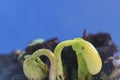 Small green bean plants growing in ground germinating from seeds springtime summer nature process Royalty Free Stock Photo