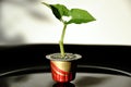 Small green bean seedling growing out of recycled aluminum coffee capsule