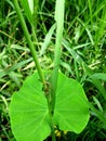 A small green beautiful grasshopper