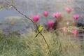 Small Green Bee Eater