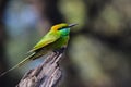 green bee eater Royalty Free Stock Photo