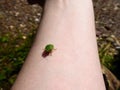 Small green beetle on human arm walking during hike.