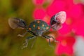 Small green beetle with orange spots and open wings seen in macro mode and in the background flowers, shallow depth of field and Royalty Free Stock Photo