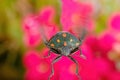 Small green beetle with orange spots and open wings seen in macro mode and in the background flowers, shallow depth of field and Royalty Free Stock Photo