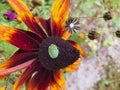 Small green beetle sits on a flower. the bug sat on an orange daisy with a black core. beetles crawl over flowers. macro Royalty Free Stock Photo