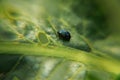 A small green beetle sits on a large leaf Royalty Free Stock Photo