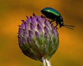 A small green beetle on a violet flower bud of Cirsium