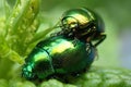 green beetles in the fresh grass