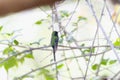 A golden crowned emerald hummingbird, Chlorostilbon auriceps, perched on a tree branch Royalty Free Stock Photo