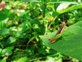 a small green and black grasshopper landed on a leaf Royalty Free Stock Photo