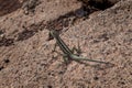 small green and black lizard on some reddish rocks, in the Galapagos Islands